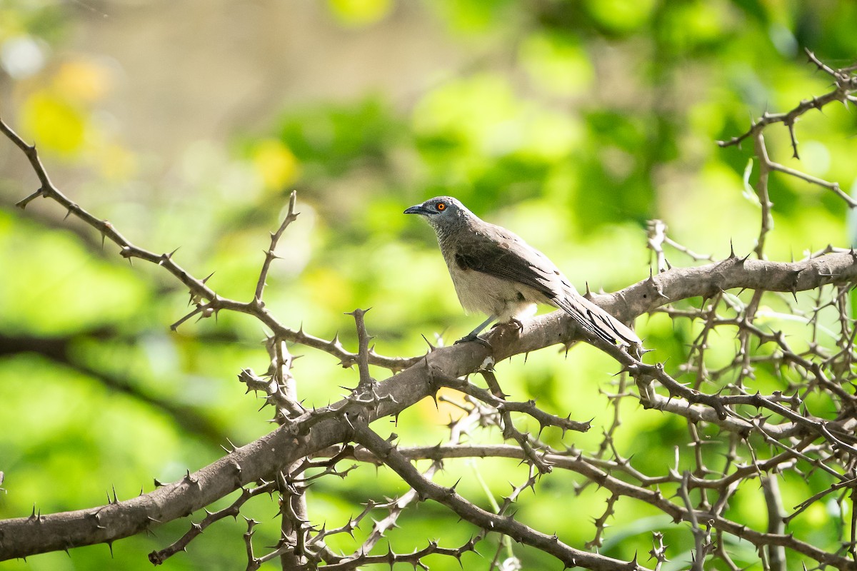 Brown Babbler - ML643635703