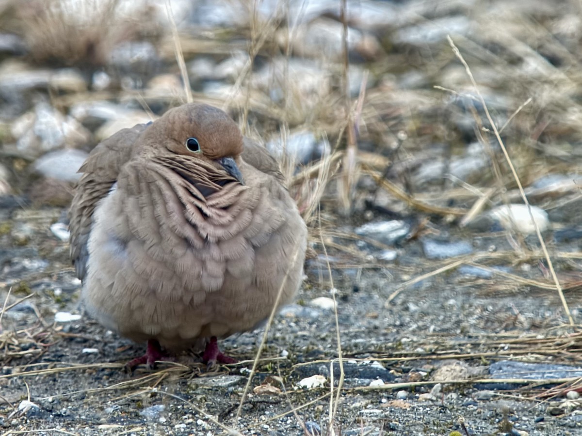 Mourning Dove - ML643635708