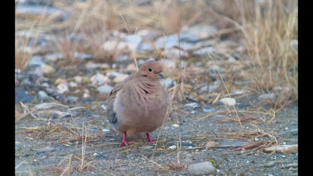 Mourning Dove - ML643635709