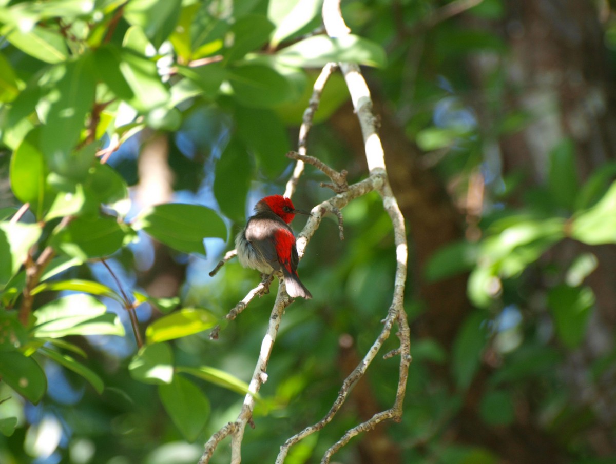 Red-headed Myzomela - ML643635716
