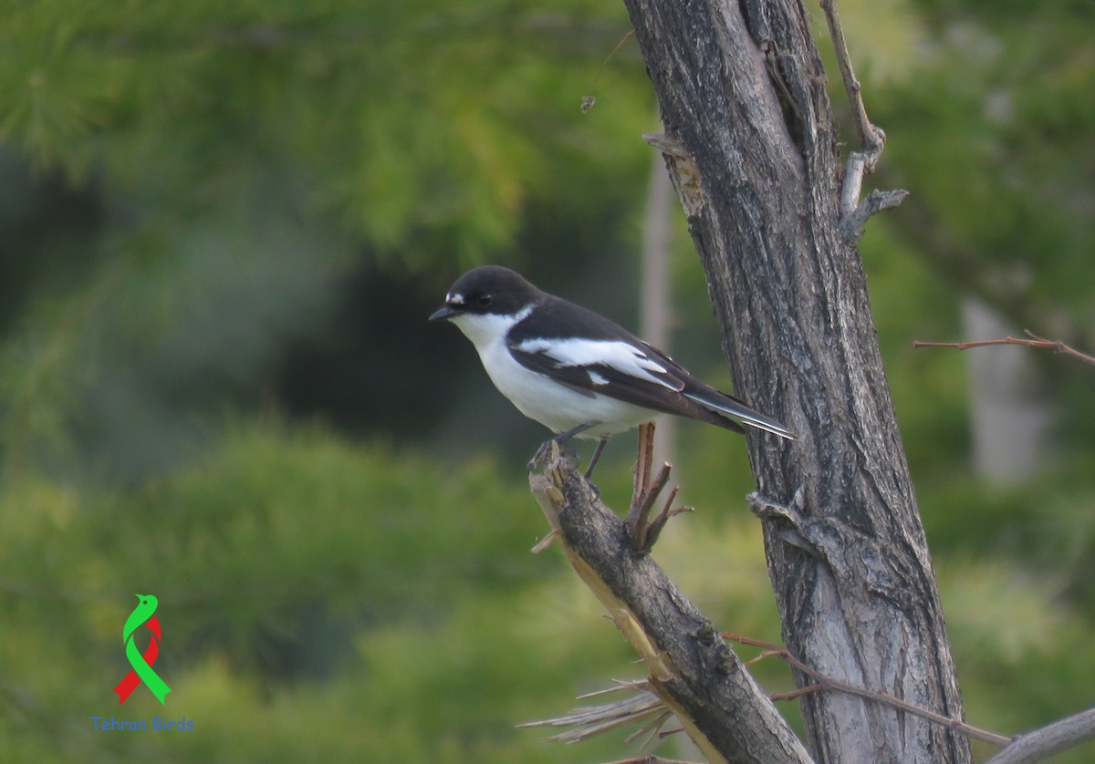 Semicollared Flycatcher - ML643635718
