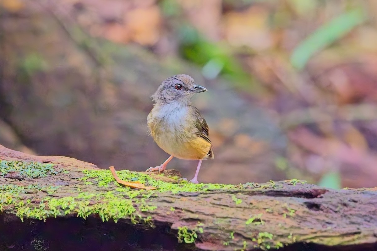 Horsfield's Babbler - ML643635729