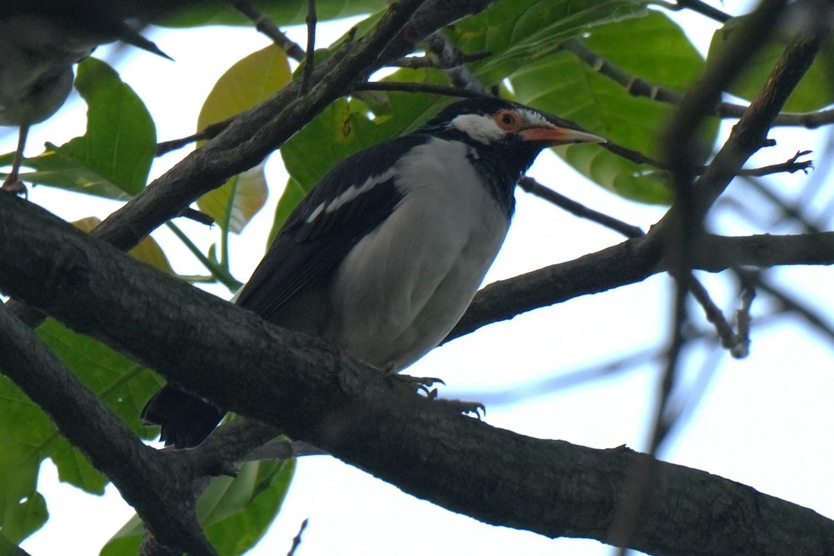 Indian Pied Starling - ML643635737
