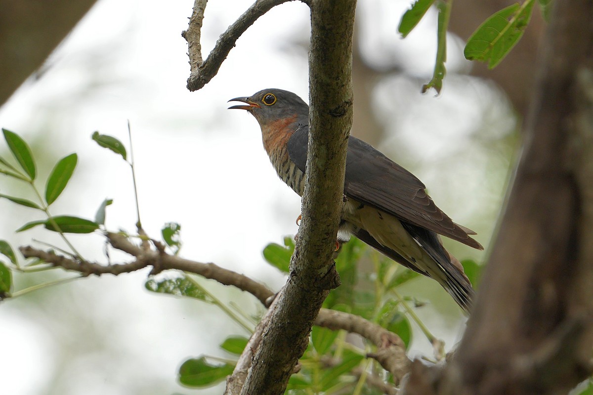 チャムネカッコウ - ML643635750