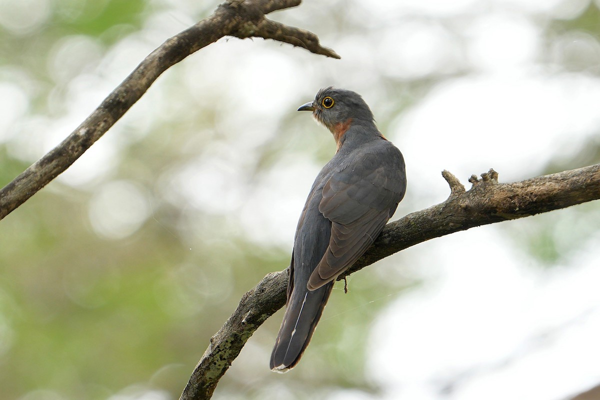 チャムネカッコウ - ML643635751