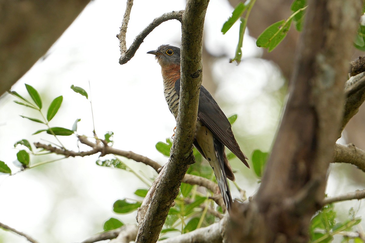 チャムネカッコウ - ML643635752