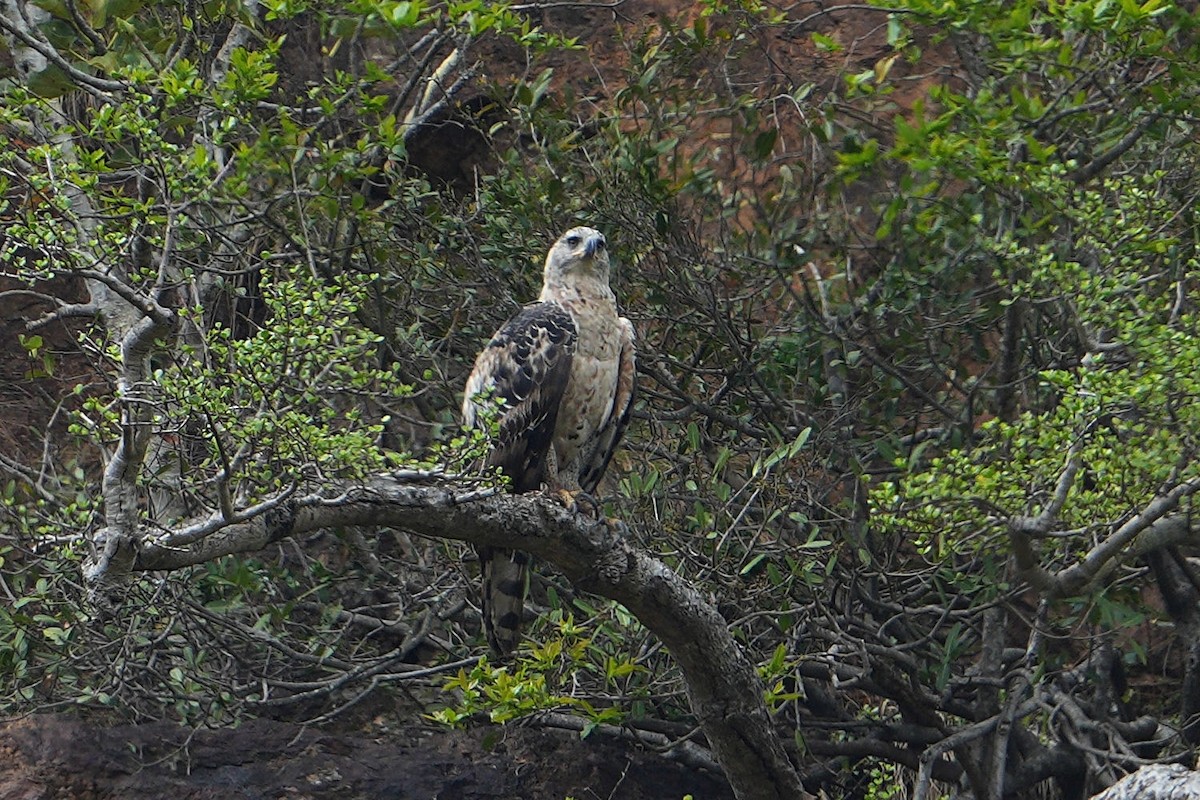 Aigle couronné - ML643635754