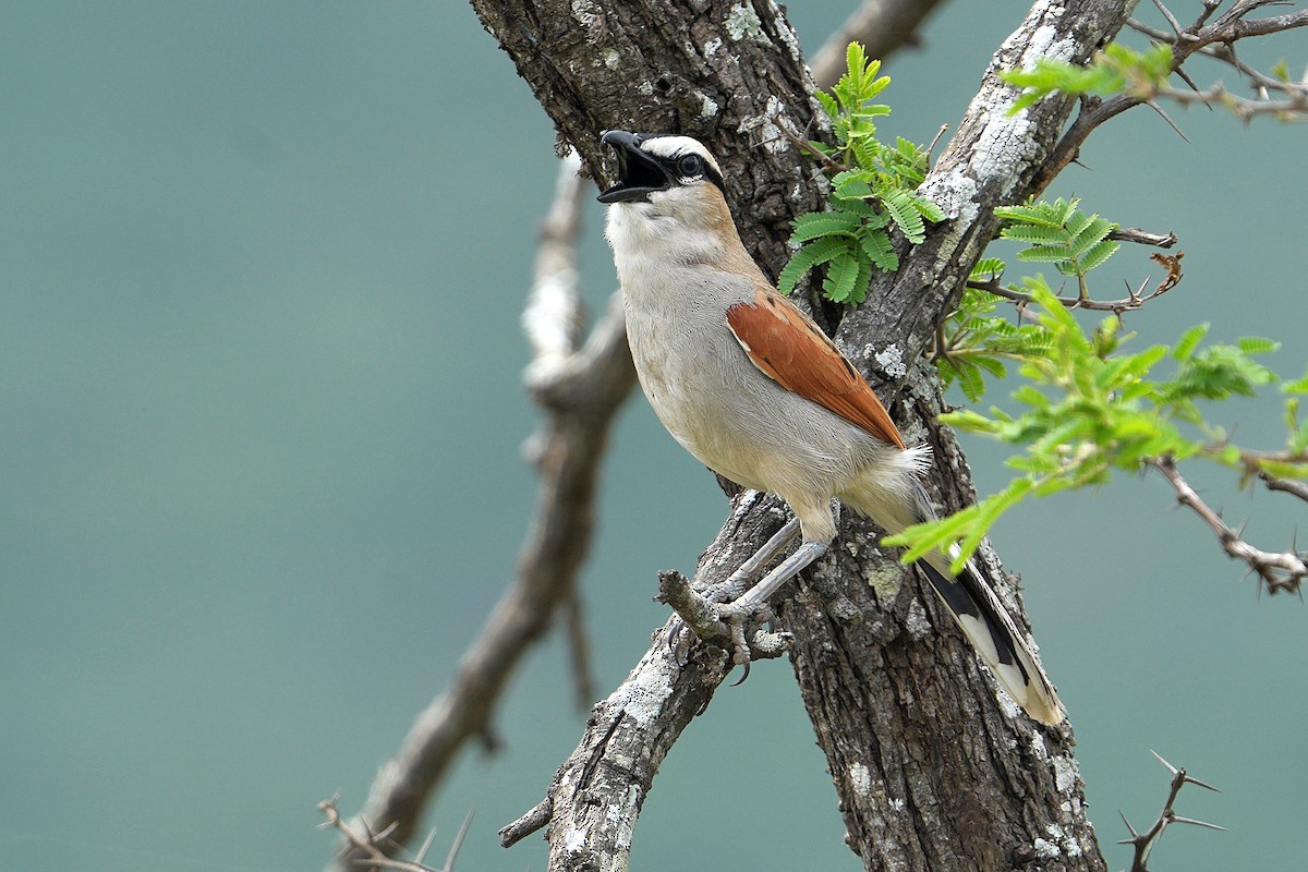 Black-crowned Tchagra - ML643635767