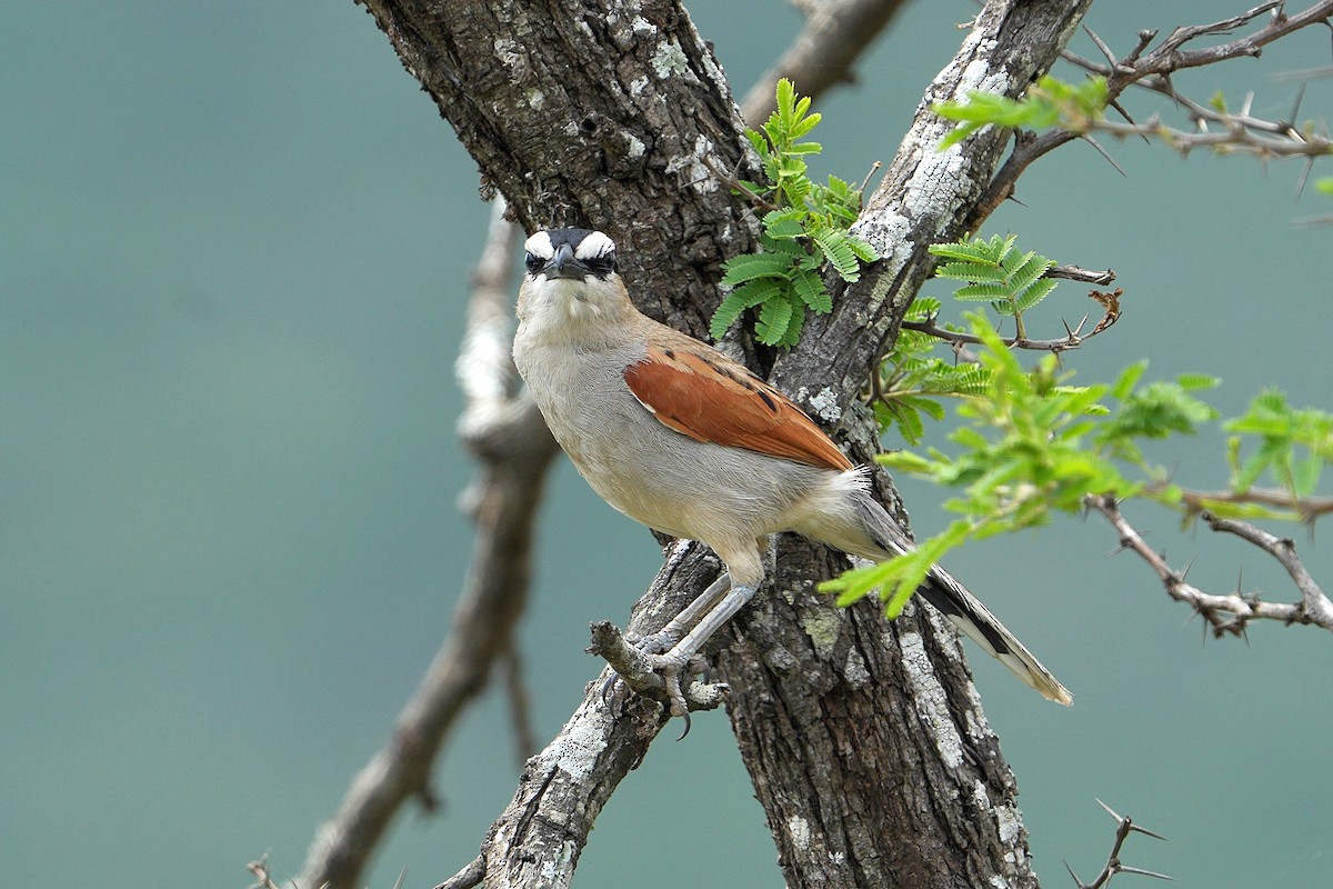 Black-crowned Tchagra - ML643635768
