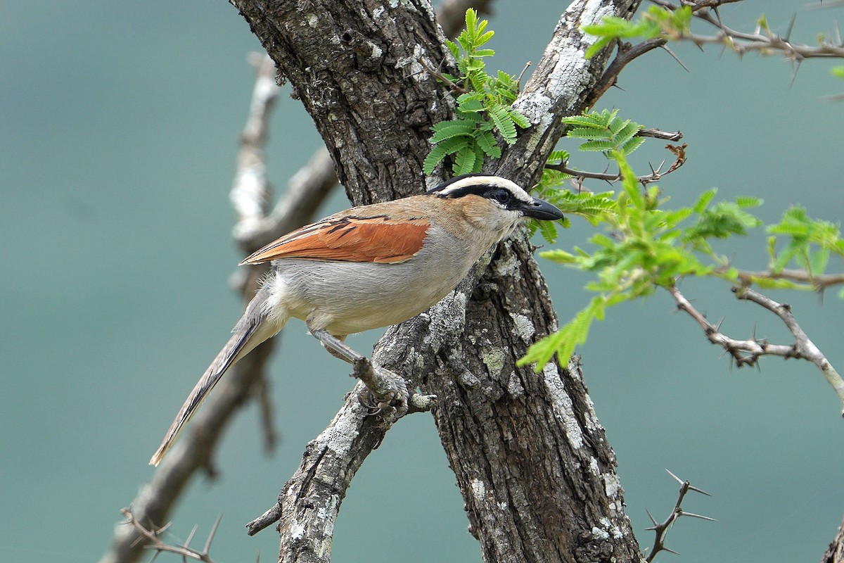 Black-crowned Tchagra - ML643635769