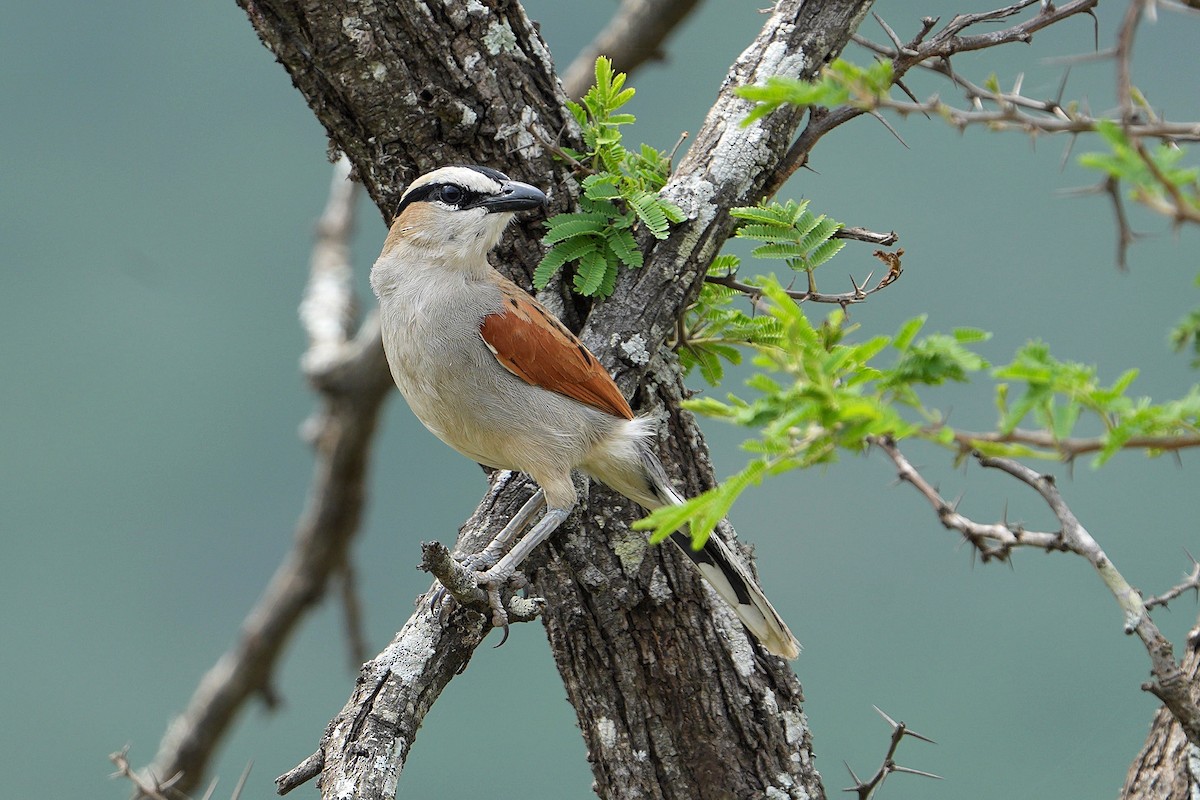 Black-crowned Tchagra - ML643635770