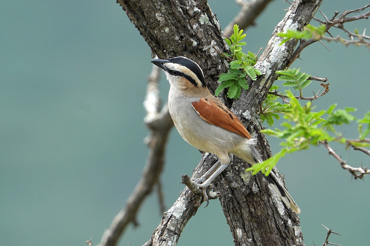 Black-crowned Tchagra - ML643635771