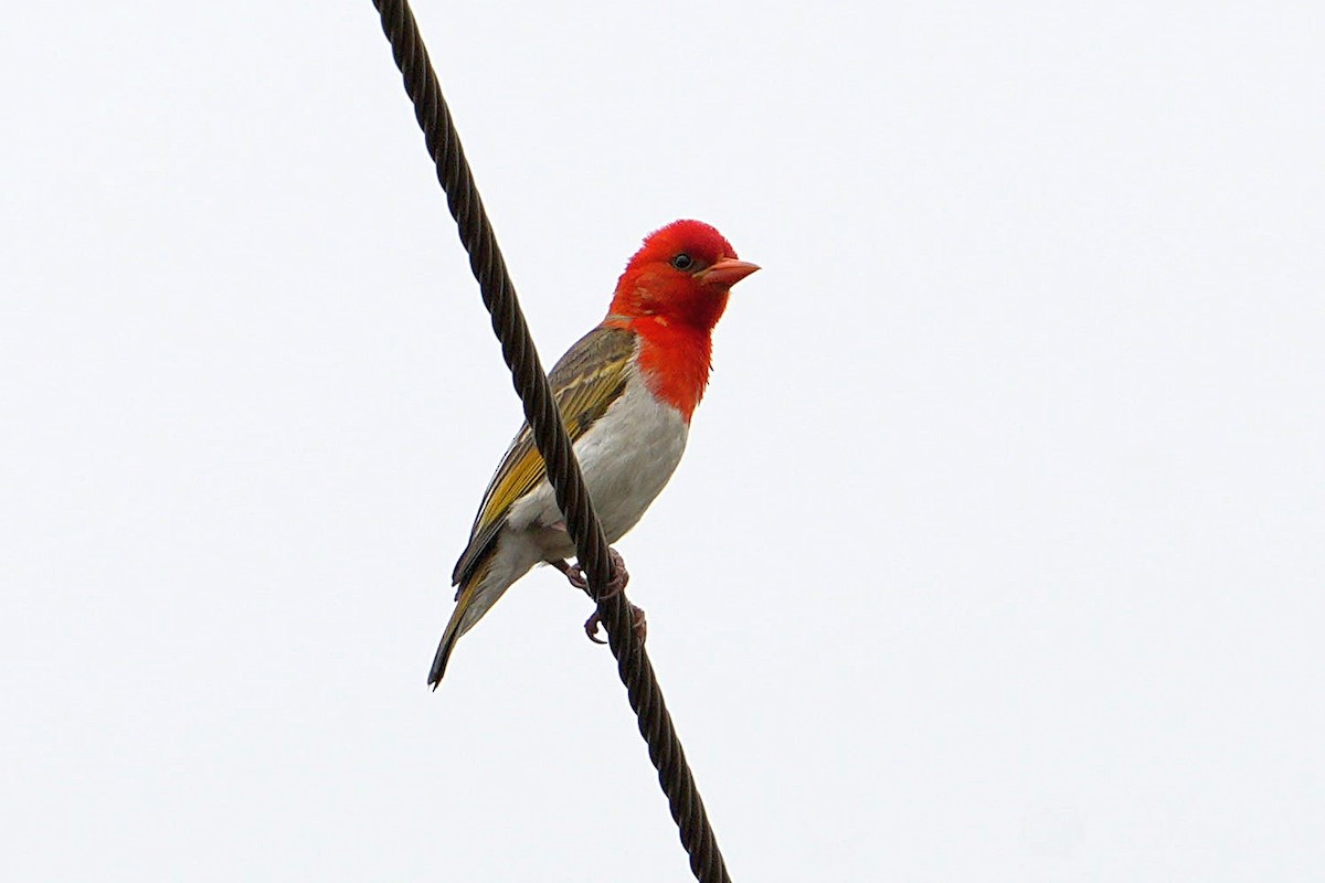Red-headed Weaver - ML643635779