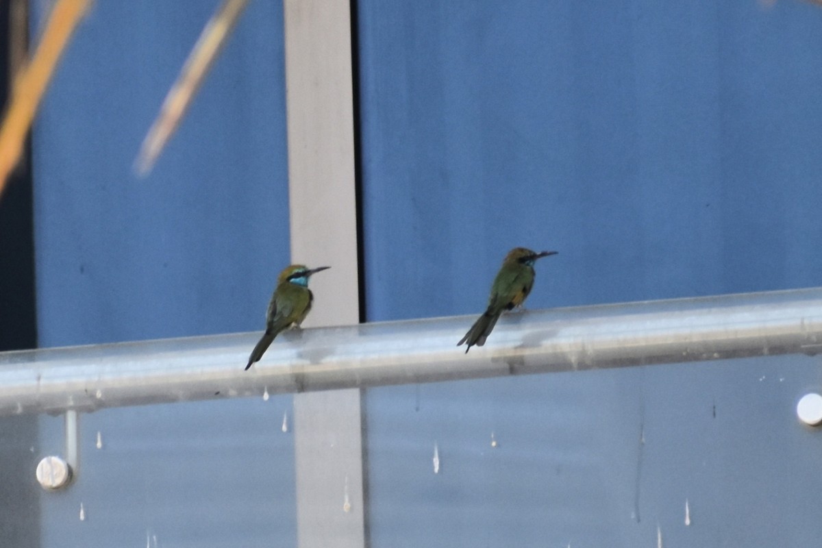 Arabian Green Bee-eater - ML643635780
