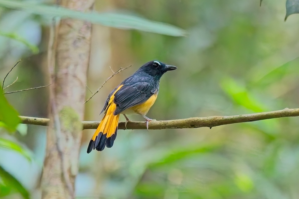 Rufous-tailed Shama - ML643635788