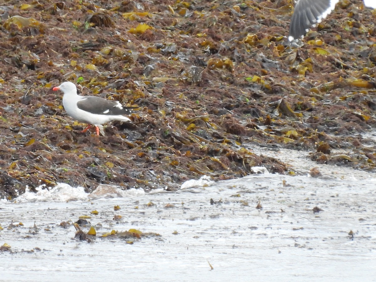 Dolphin Gull - ML643635834