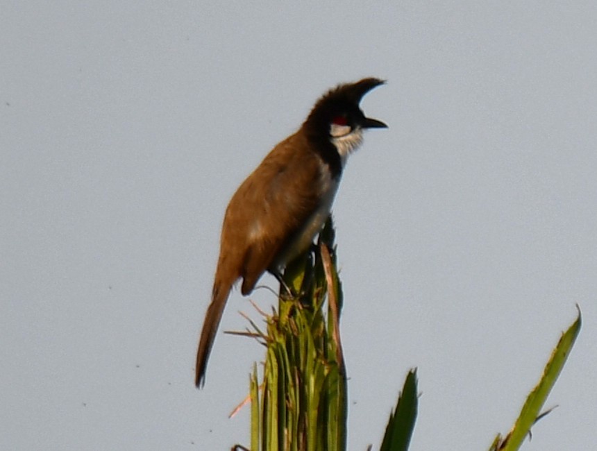 Red-whiskered Bulbul - ML643635851