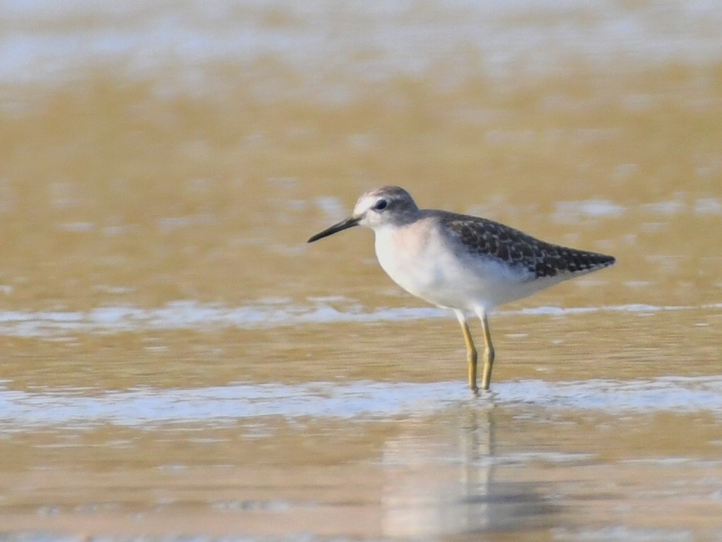 Wood Sandpiper - ML643635854