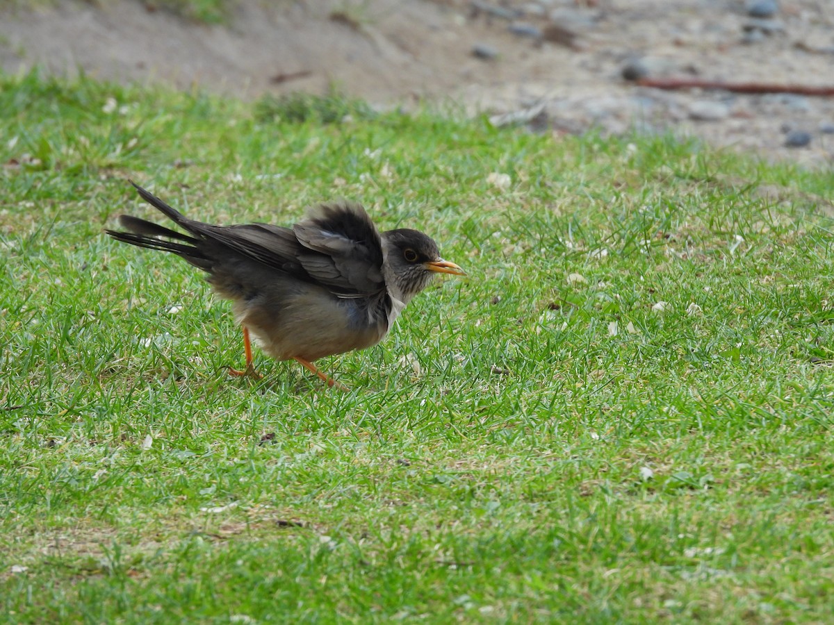 Austral Thrush - ML643635859
