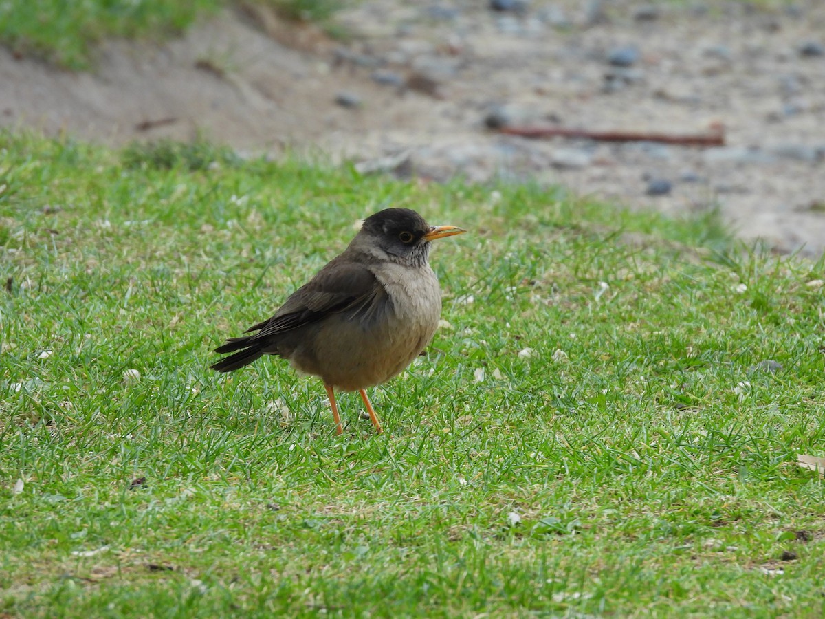 Austral Thrush - ML643635860