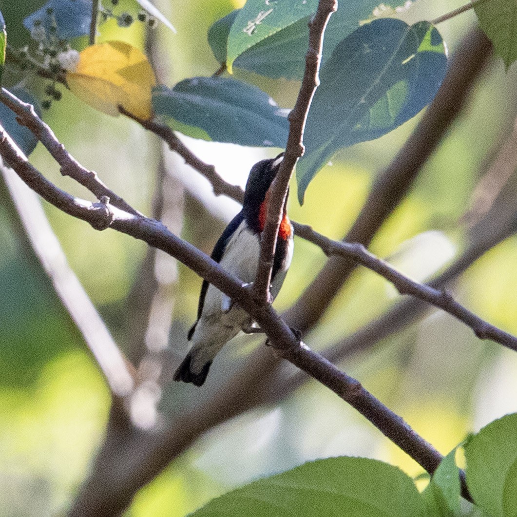 Red-chested Flowerpecker - ML643635887