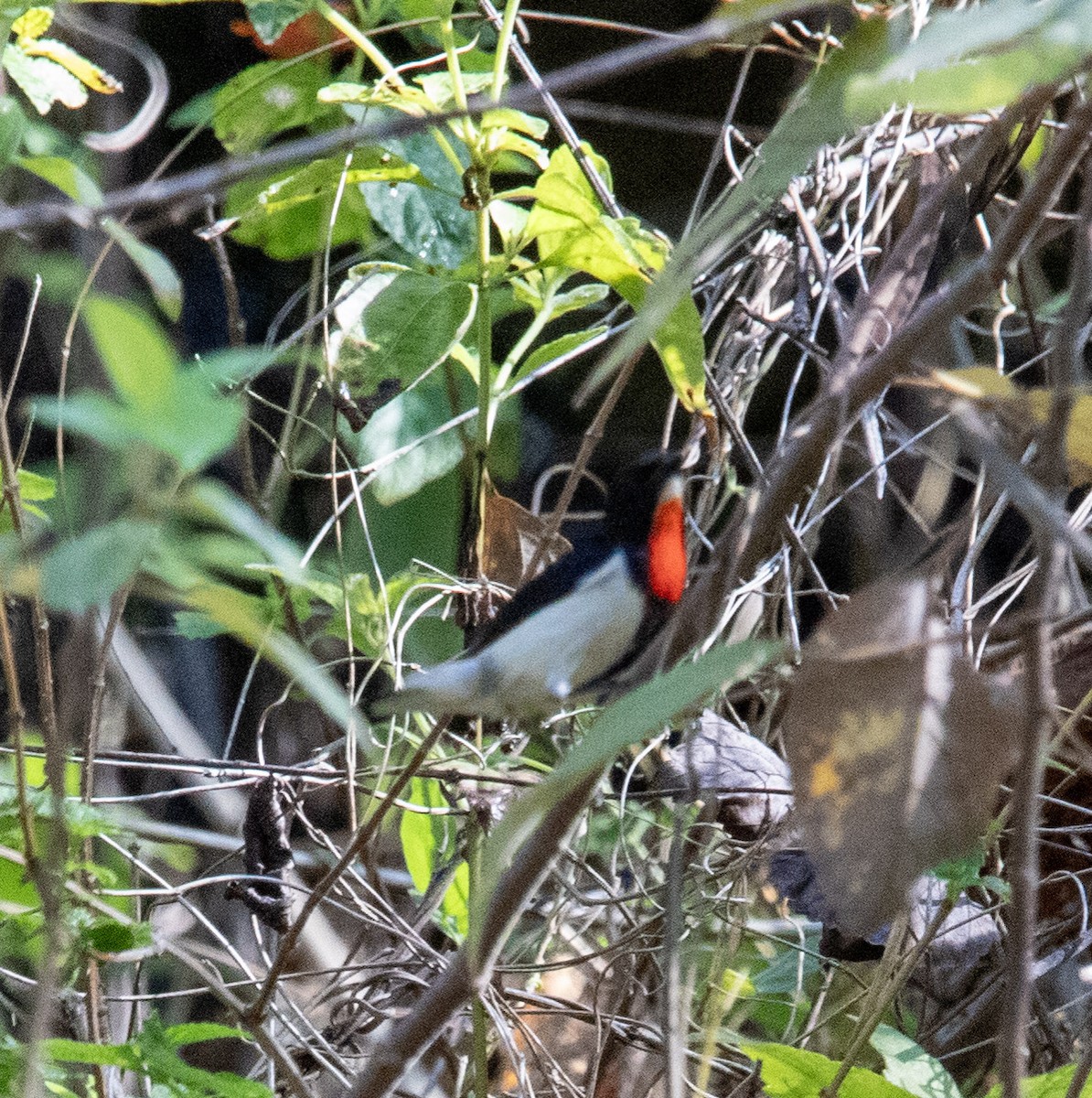 Red-chested Flowerpecker - ML643635888