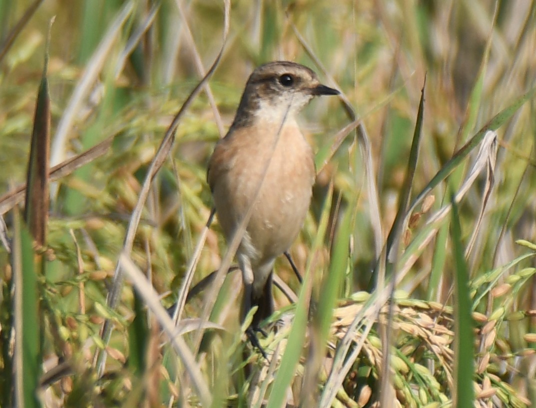 Pallasschwarzkehlchen - ML643635893