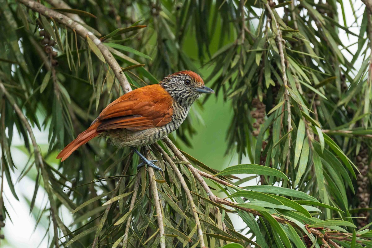Bar-crested Antshrike - ML643635908