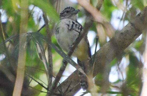 Spot-backed Antshrike - ML643635918