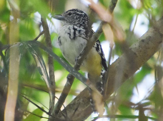 Spot-backed Antshrike - ML643635924