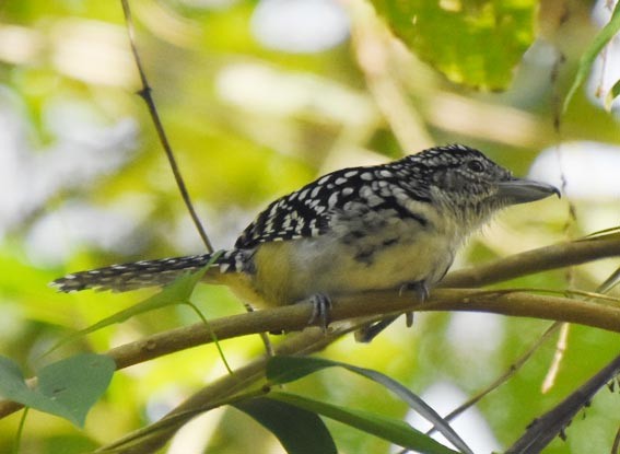 Spot-backed Antshrike - ML643635926