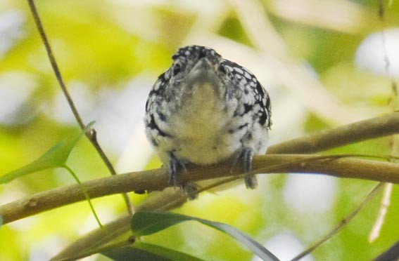 Spot-backed Antshrike - ML643635930