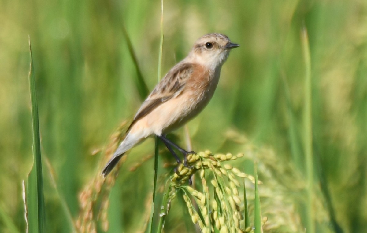 Pallasschwarzkehlchen - ML643635951
