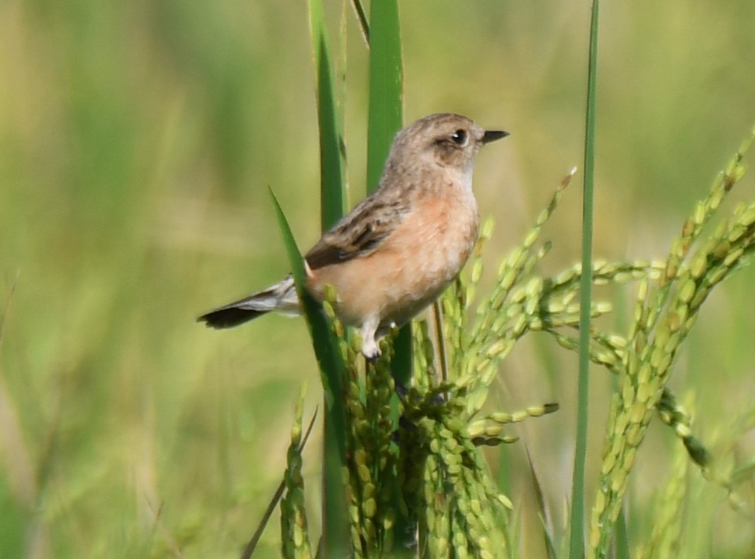 Pallasschwarzkehlchen - ML643635955