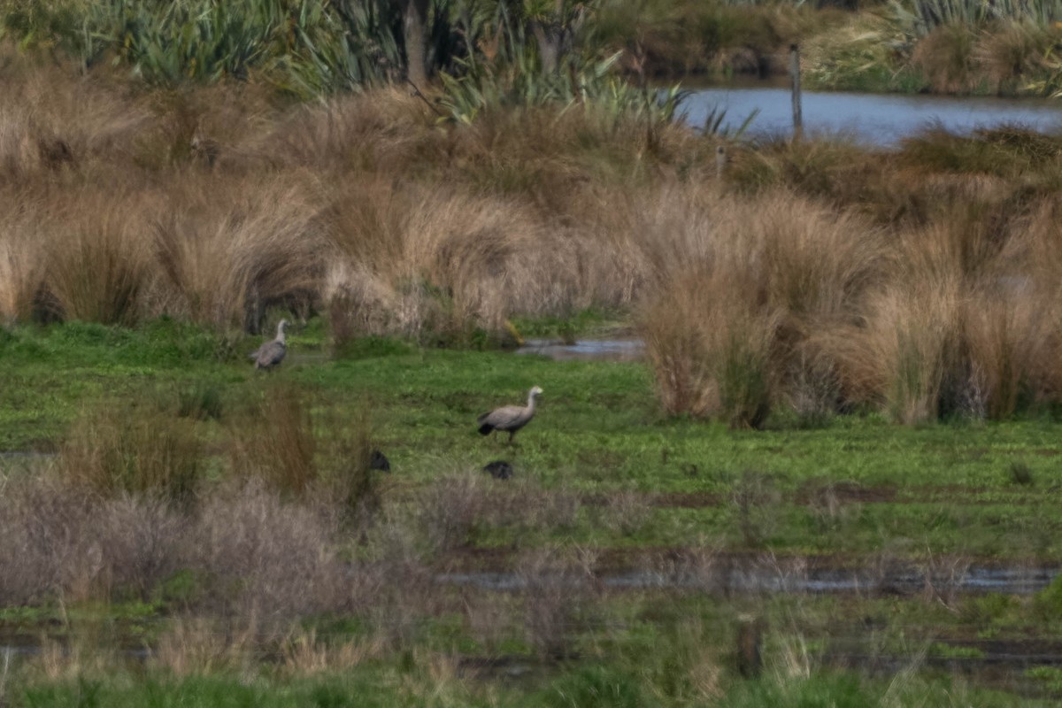 Cape Barren Goose - ML643635957