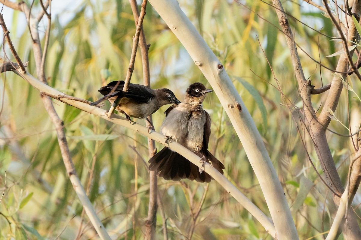 Cratérope à tête noire (reinwardtii) - ML643635961