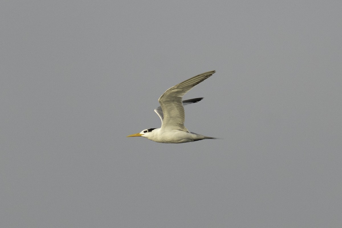 Lesser Crested Tern - ML643635962