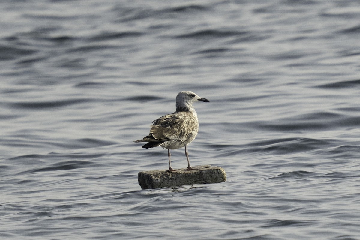 Бэсрэг цахлай - ML643635964