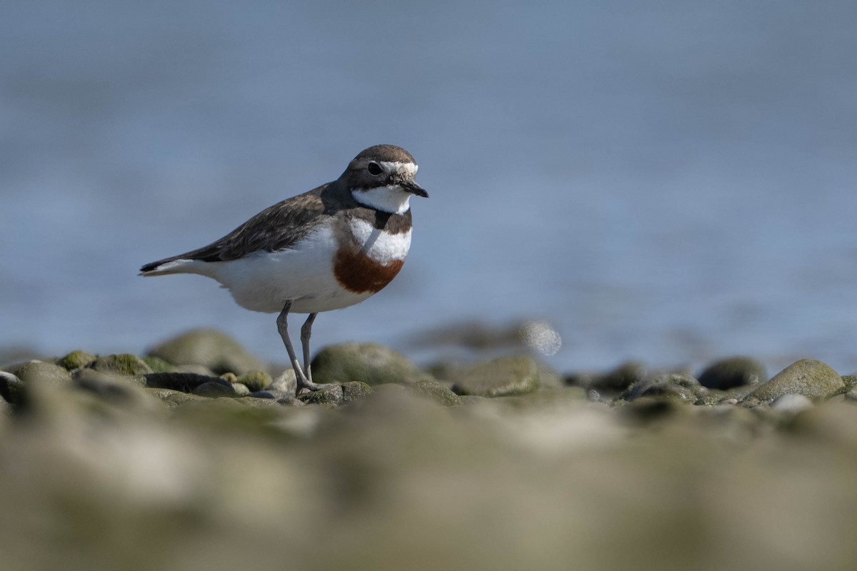 Double-banded Plover - ML643635965