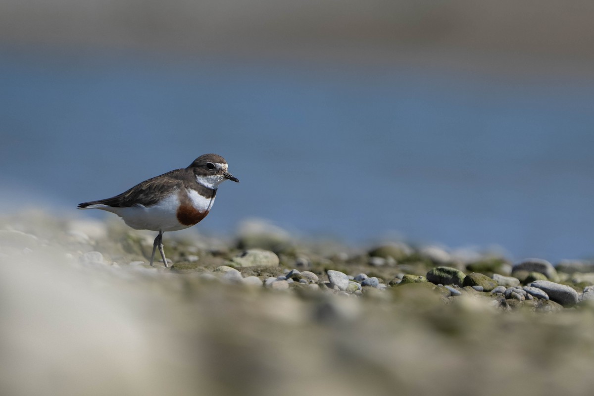 Double-banded Plover - ML643635966