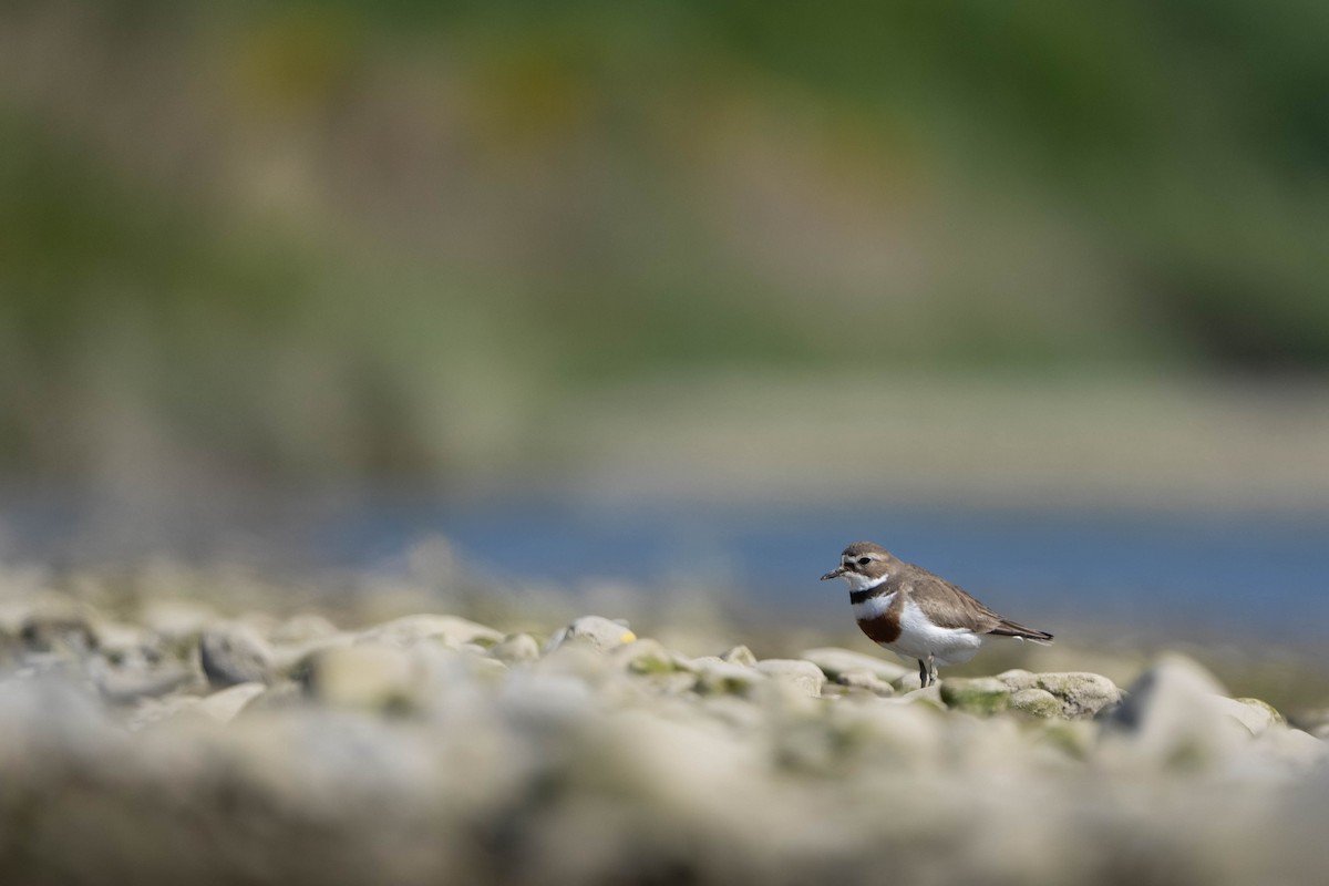 Double-banded Plover - ML643635967