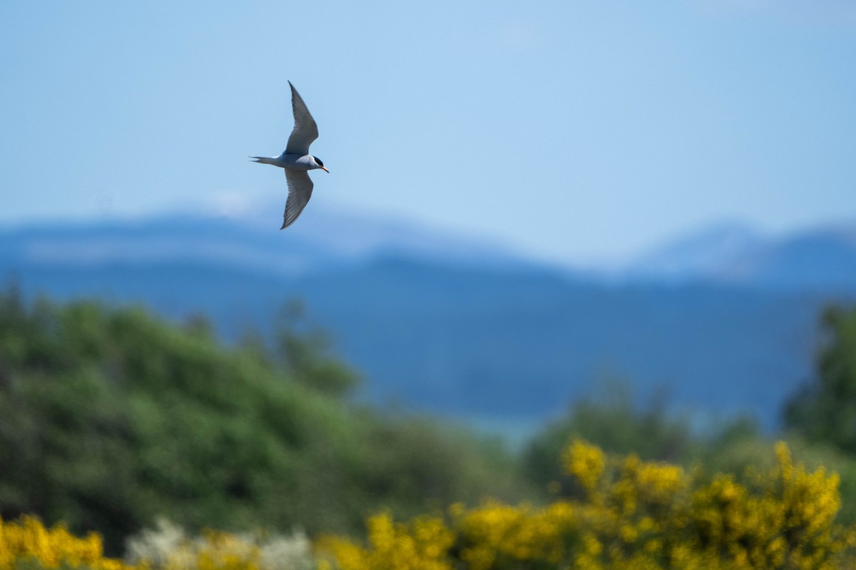 Black-fronted Tern - ML643635970