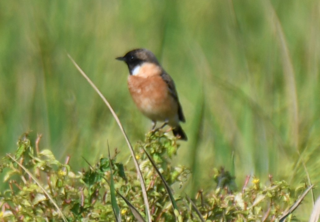 Pallasschwarzkehlchen - ML643635973