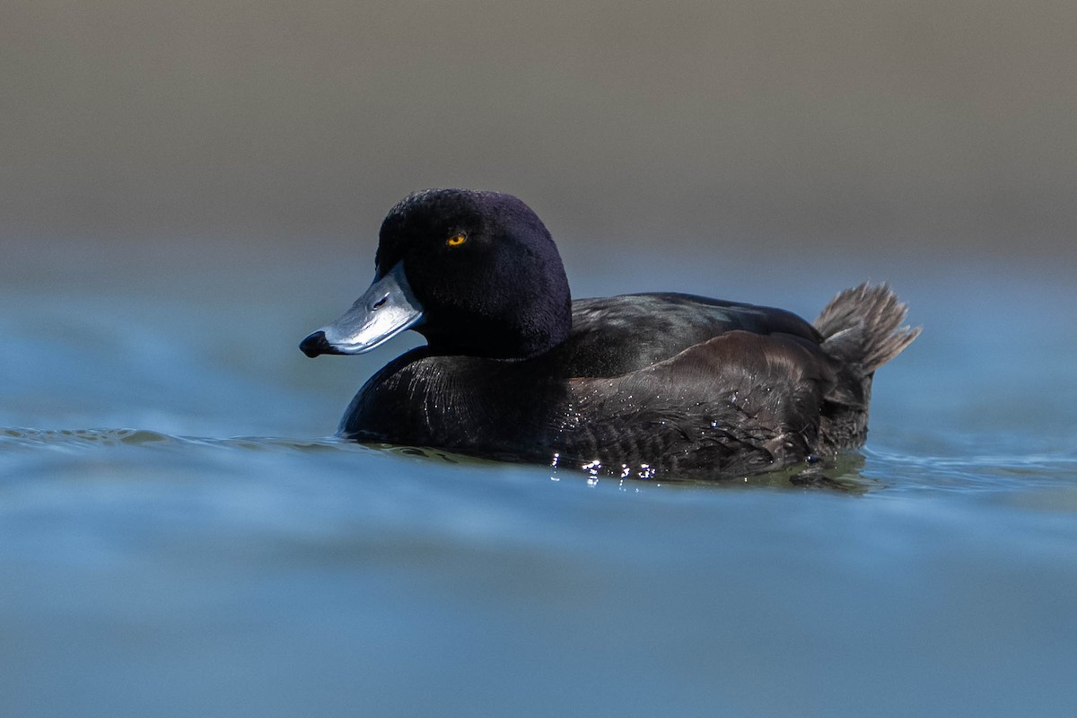 New Zealand Scaup - ML643635975