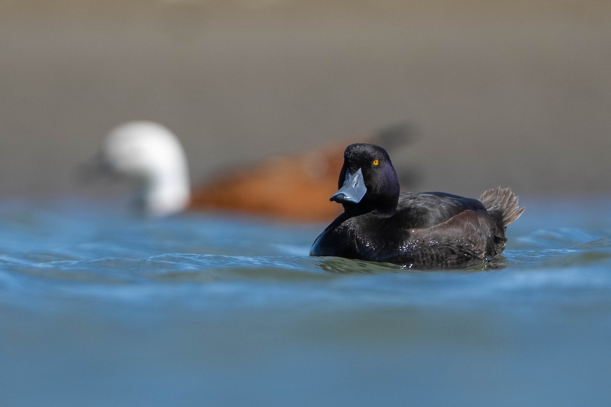 New Zealand Scaup - ML643635976