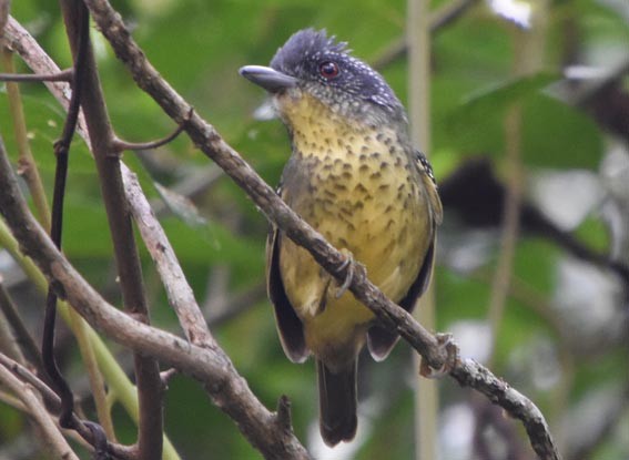 Spot-breasted Antvireo - ML643635977