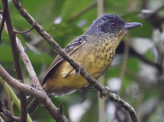 Spot-breasted Antvireo - ML643635979