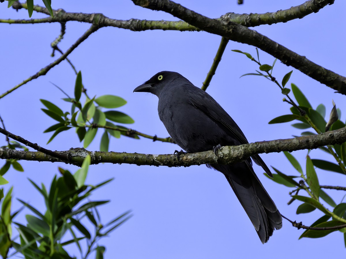South Melanesian Cuckooshrike - ML643636001