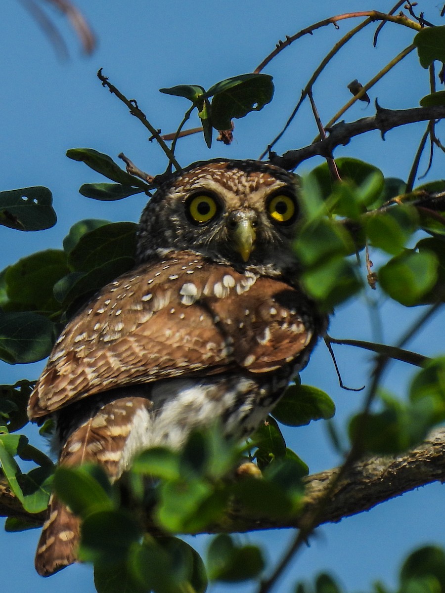 Pearl-spotted Owlet - ML643636003