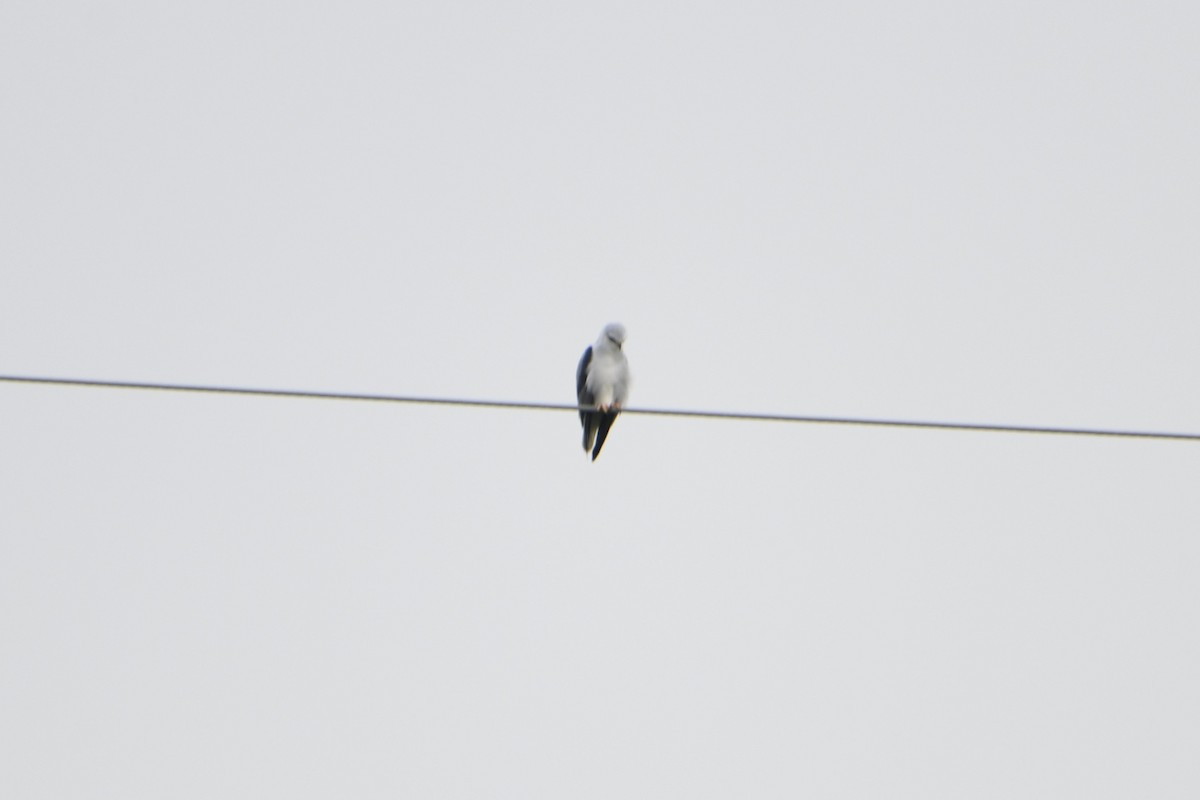 Black-winged Kite - ML643636075